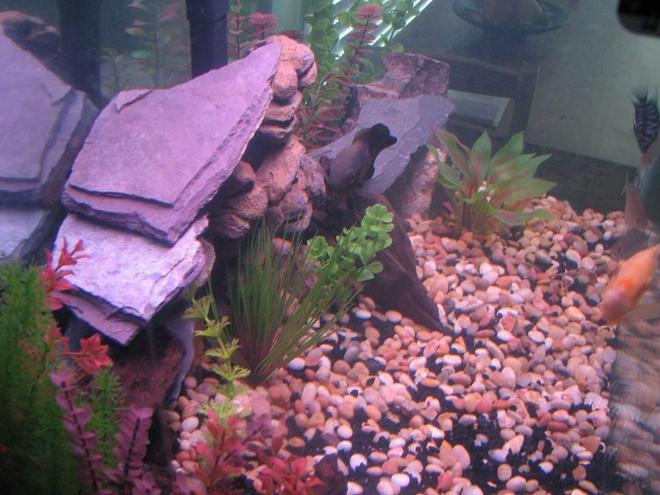 freshwater fish - astronotus ocellatus - red oscar stocking in 60 gallons tank - My 60 gallon tank. Home to 1 Red Oscar(Rosie), 1 Gold Severum(Brian), 1 Convict(Fifi) and 3 Silver Dollars(Clay, Jax and Obie-SoA)