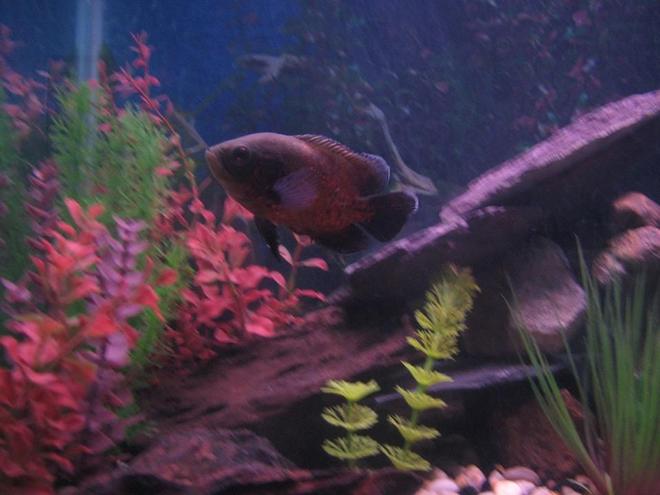 freshwater fish - astronotus ocellatus - red oscar stocking in 60 gallons tank - Red Oscar (Rosie)