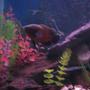 freshwater fish - astronotus ocellatus - red oscar stocking in 60 gallons tank - Red Oscar (Rosie)