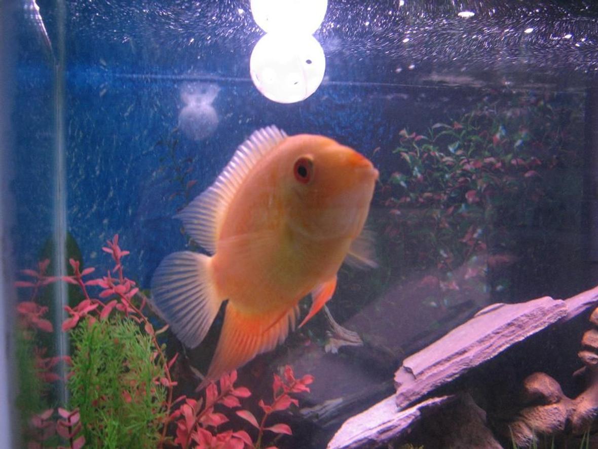 freshwater fish - heros serverus - gold severum stocking in 60 gallons tank - Gold Severum (Brian)
