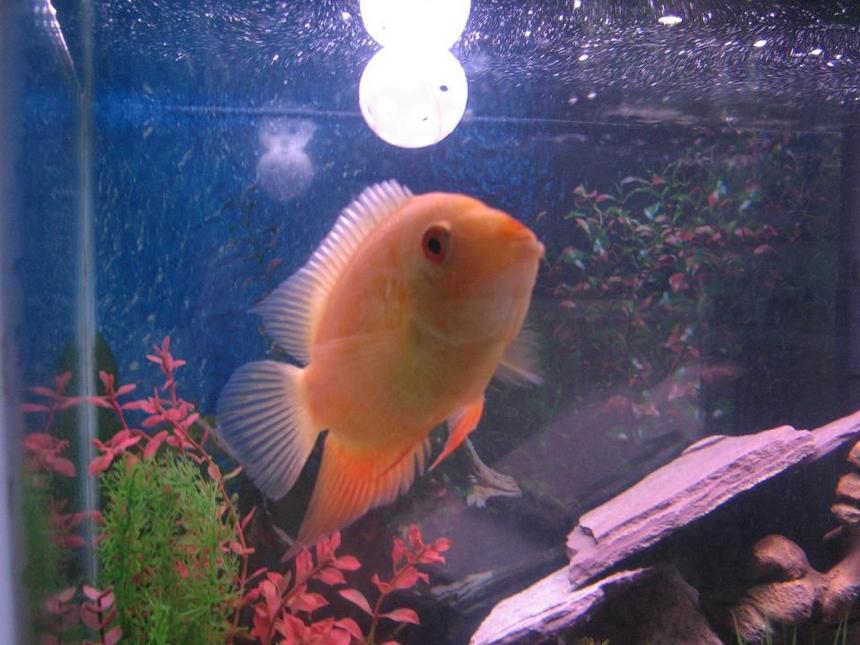 Rated #1451: Freshwater Fish - Heros Serverus - Gold Severum Stocking In 60 Gallons Tank - Gold Severum (Brian)