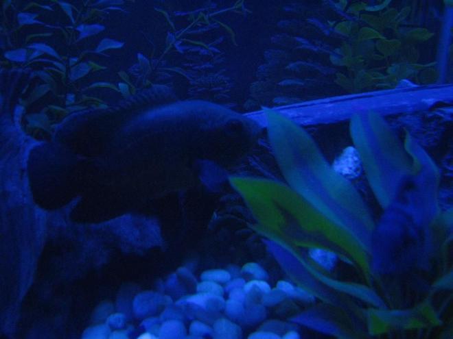 freshwater fish - astronotus ocellatus - red oscar stocking in 60 gallons tank - Rosie the Oscar