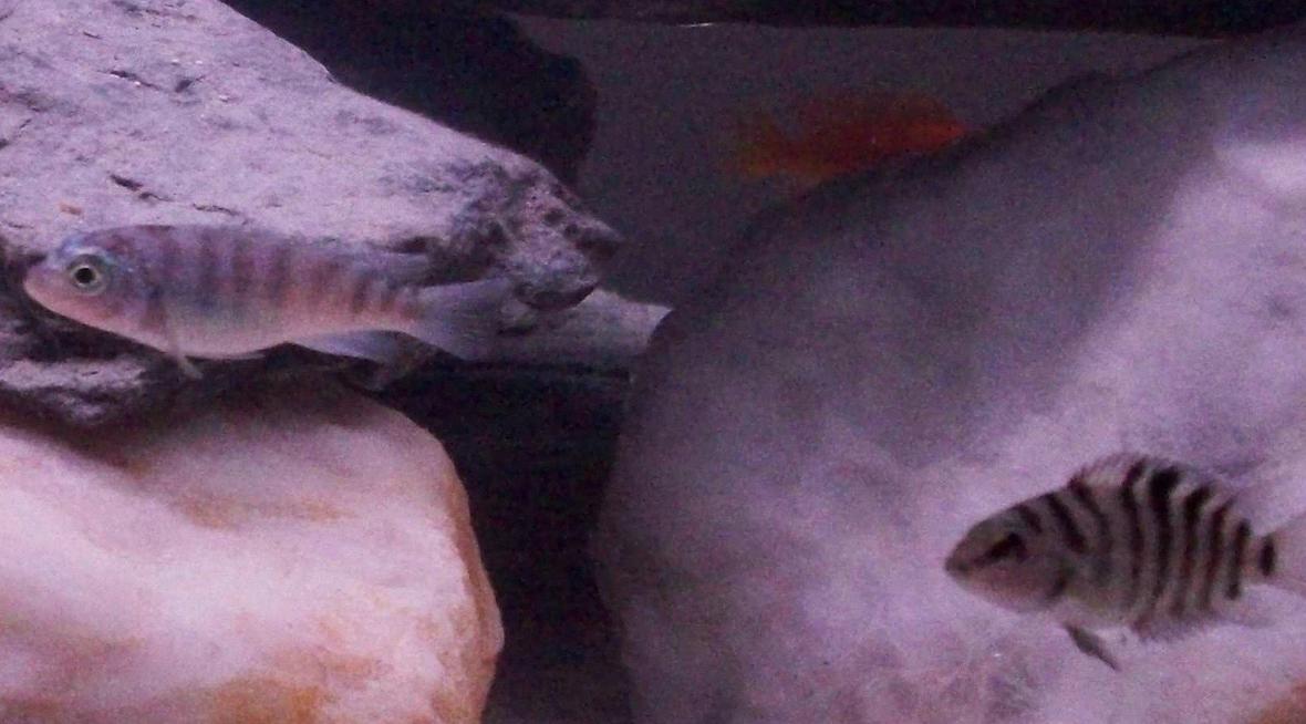 freshwater fish - tilapia buttikoferi - buttikoferi cichlid stocking in 55 gallons tank - my mix cichlids