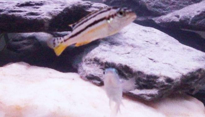 freshwater fish - melanochromis auratus - auratus cichlid stocking in 55 gallons tank - my female golden malawi