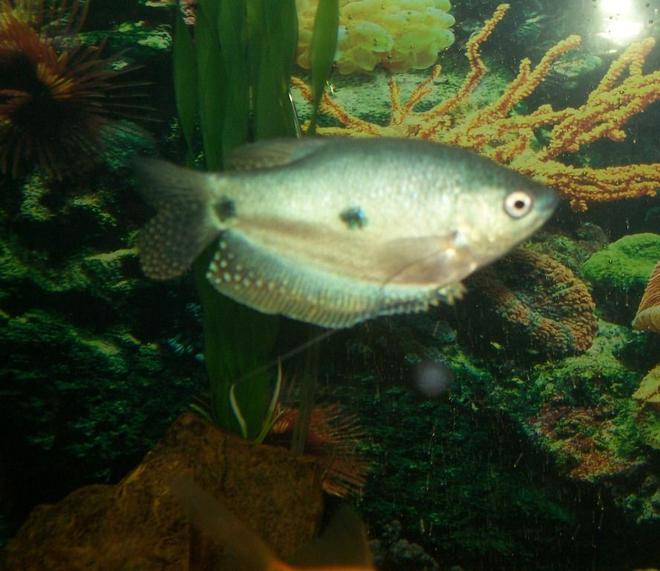 freshwater fish - trichogaster trichopterus - blue gourami stocking in 75 gallons tank - Here is a picture of my gourami. He is full grown, about 4.5 inches.