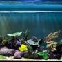 corals inverts - montipora capricornis - green apple cap coral stocking in 125 gallons tank - updated nov 17