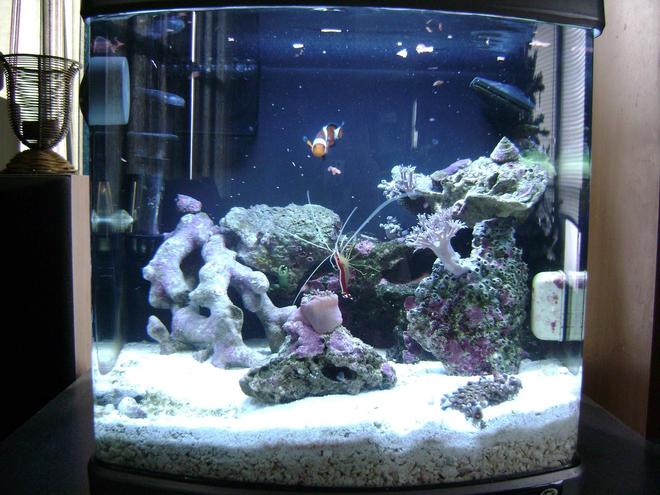 10 gallons reef tank (mostly live coral and fish) - 6 gallon nano cube, 1 clown fish, 1 cleaner shrimp, a emerald crab, for corals, pulsing xenia, mushrooms, various polyps