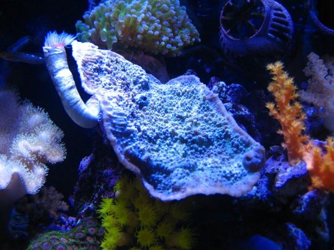 corals inverts - montipora capricornis stocking in 75 gallons tank - 10G nano