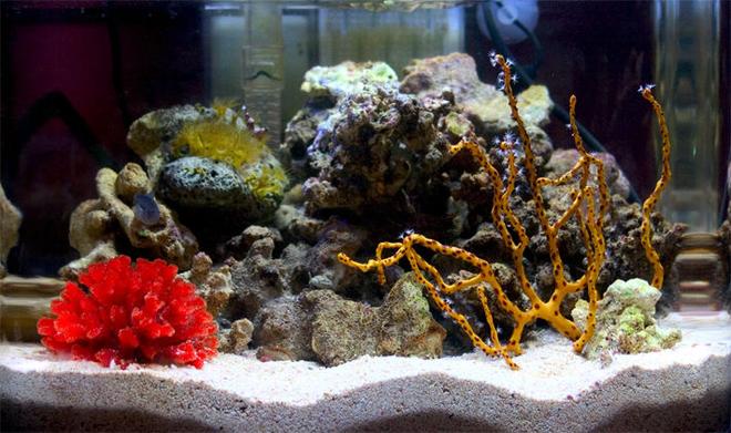 corals inverts - diodogorgia nodulifera - yellow finger gorgonian stocking in 26 gallons tank - Updated picture of my three gallon nano.