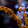 corals inverts - diodogorgia nodulifera - yellow finger gorgonian stocking in 26 gallons tank - Yellow gorgonian.