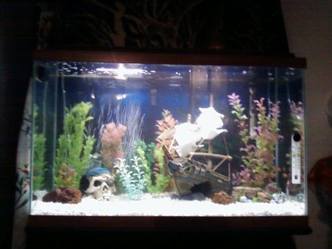 30 gallons freshwater fish tank (mostly fish and non-living decorations) - Pirate ship wreck with pirate theme. Nothing big but just want to know what everyone thinks.