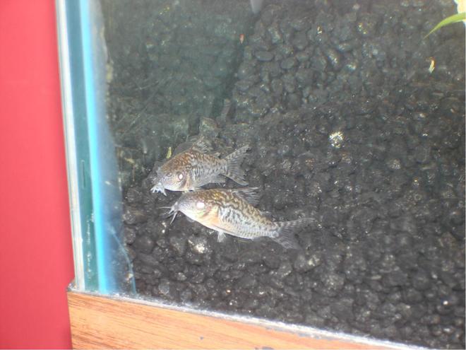 freshwater fish - corydoras sterbai - sterba's cory stocking in 29 gallons tank - My two new spotted corys, Haim and Feldman