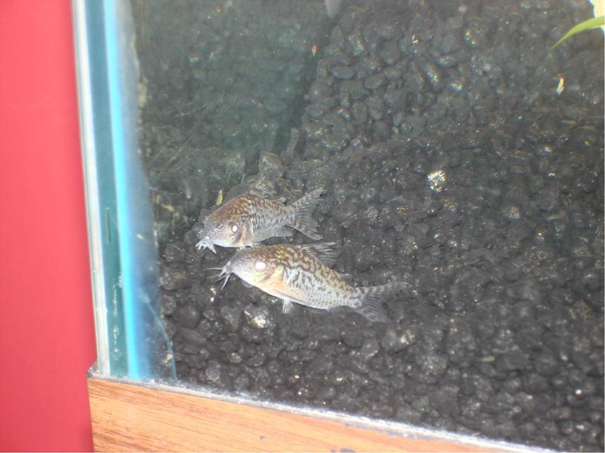 Rated #1825: Freshwater Fish - Corydoras Sterbai - Sterba's Cory Stocking In 29 Gallons Tank - My two new spotted corys, Haim and Feldman