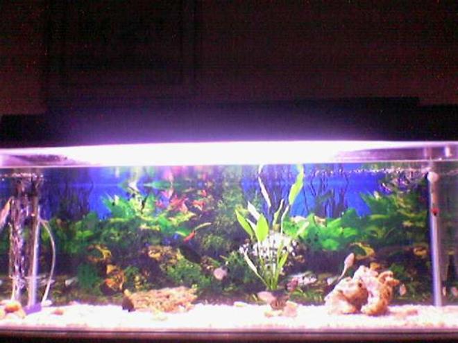 150 gallons freshwater fish tank (mostly fish and non-living decorations) - My tank, Full view