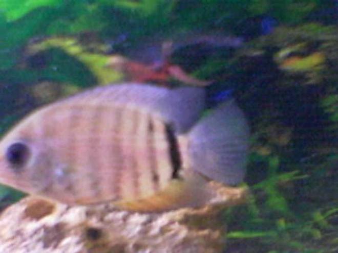 freshwater fish - heros serverus - green severum stocking in 150 gallons tank - Green Deacon