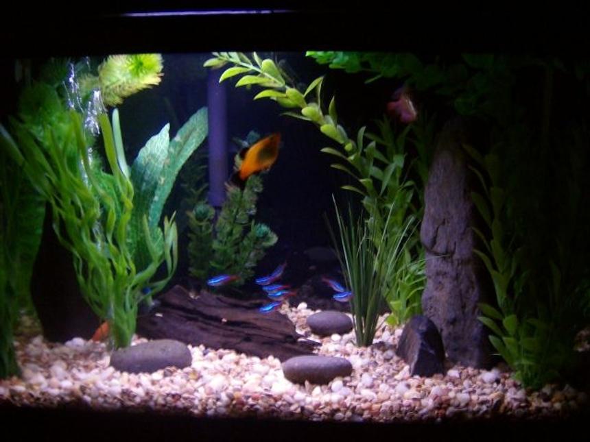 Rated #1525: 10 Gallons Freshwater Fish Tank - rerearangement