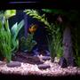 10 gallons freshwater fish tank (mostly fish and non-living decorations) - rerearangement