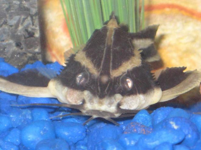 freshwater fish - platydoras costatus - striped raphael catfish stocking in 20 gallons tank - Striped Raphael