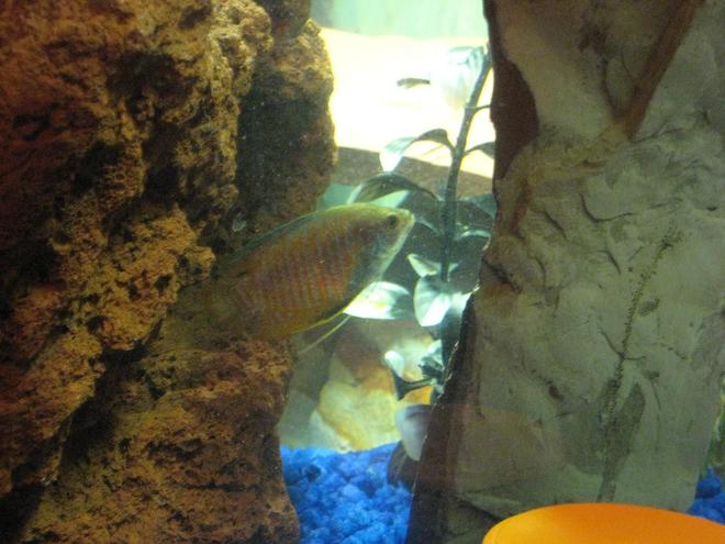 freshwater fish - colisa lalia - dwarf gourami stocking in 20 gallons tank - Dwarf Gourami