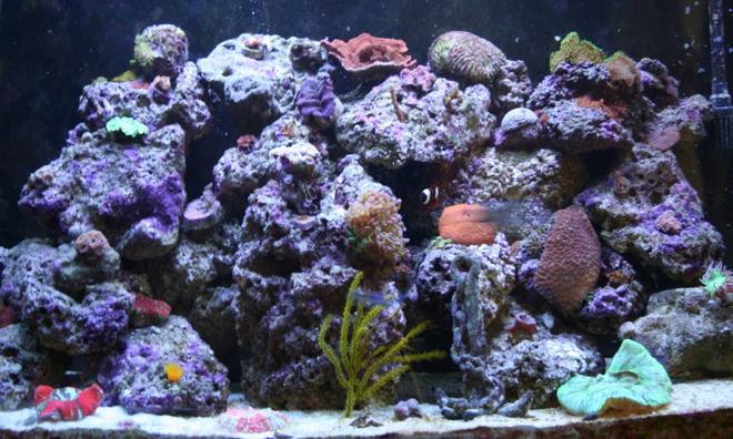 corals inverts stocking in 110 gallons tank - Main Picture check this picture soon, since I have added a couple things since.