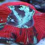 corals inverts - trachyphyllia geoffroyi - brain coral stocking in 110 gallons tank - Brains are cool