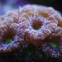 corals inverts - acanthastrea lordhowensis - jester aussie lord stocking in 110 gallons tank - Jester Acan