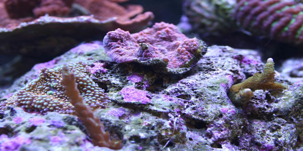 corals inverts - rhodactis sp. - lavender mushroom stocking in 110 gallons tank - Misc