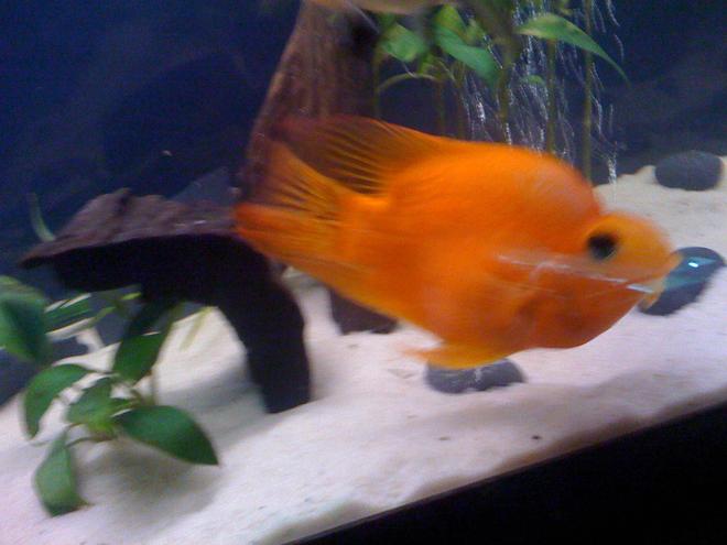 freshwater fish - heros severus x amphilophus citrinellum - blood parrot stocking in 65 gallons tank - This is the most fun and best fish in the world