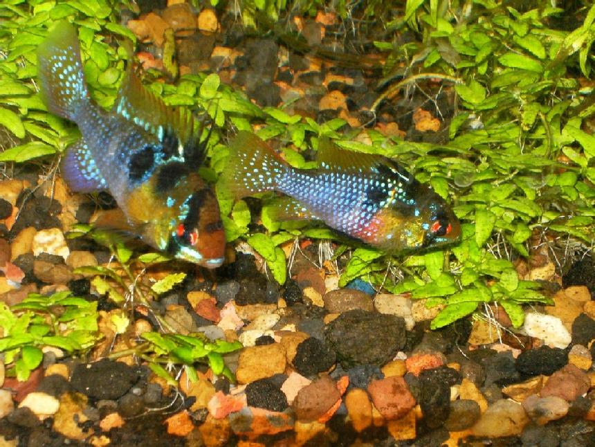Rated #665: Freshwater Fish - Papiliochromis Ramirezi - German Blue Ram Stocking In 125 Gallons Tank - GBR pair