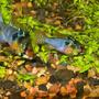 freshwater fish - papiliochromis ramirezi - german blue ram stocking in 125 gallons tank - GBR pair