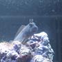 saltwater fish - enchelyurus flavipes - blue & gold blenny stocking in 70 gallons tank - My New Blenny. First fish in the tank.
