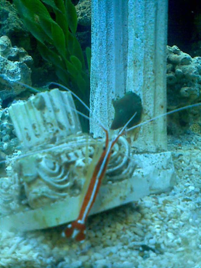 corals inverts - lysmata amboinensis - scarlet skunk cleaner shrimp stocking in 50 gallons tank - cleaner shrimp