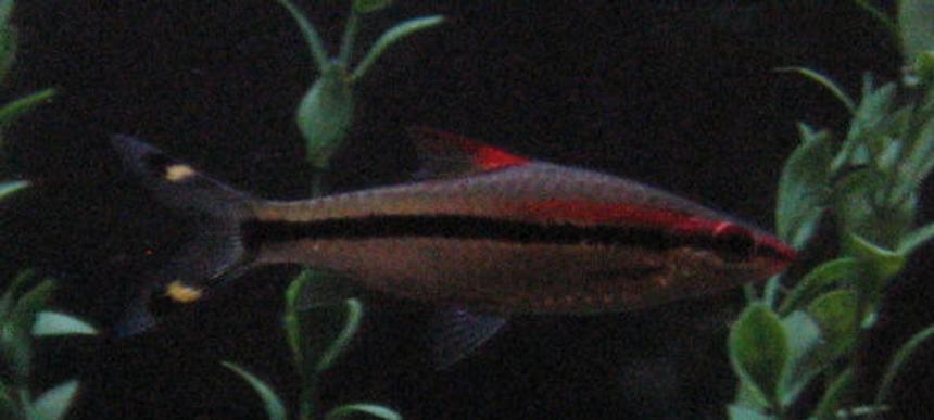 Rated #2097: Freshwater Fish - Barbus Denisonii - Denison Barb Stocking In 125 Gallons Tank - Red Line Rasabora