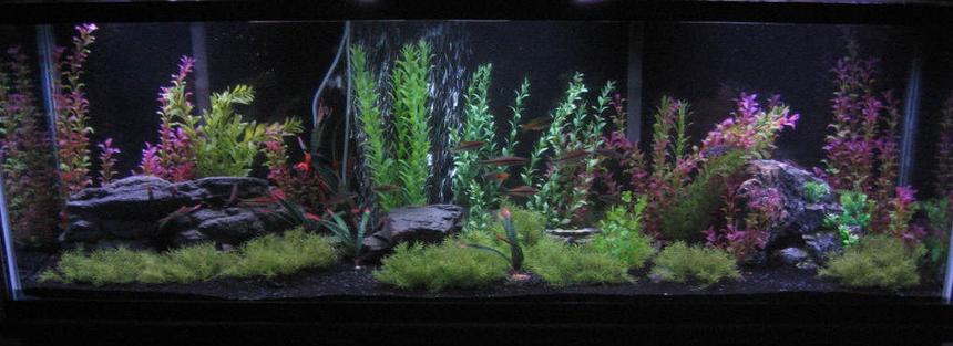 Rated #45: 125 Gallons Freshwater Fish Tank - My 125 Gallon Fresh water Community Tank