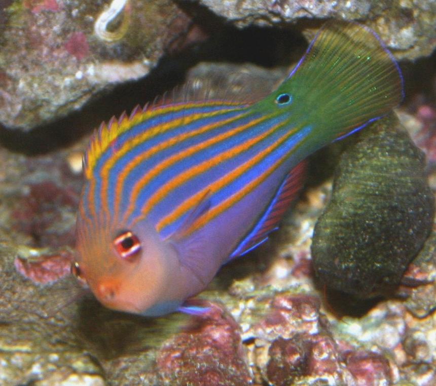 Rated #29: Saltwater Fish - Pseudocheilinus Hexataenia - Six Line Wrasse Stocking In 40 Gallons Tank - Six Line Wrasse, Snoopy