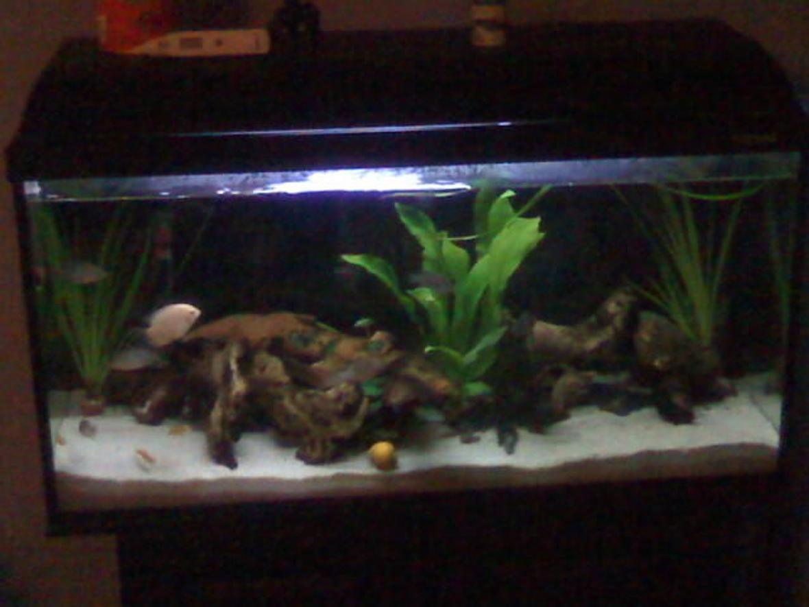 25 gallons freshwater fish tank (mostly fish and non-living decorations) - 25 gallon grow out tank, turned into a jewel cichlid breeding tank. camera phone pick.