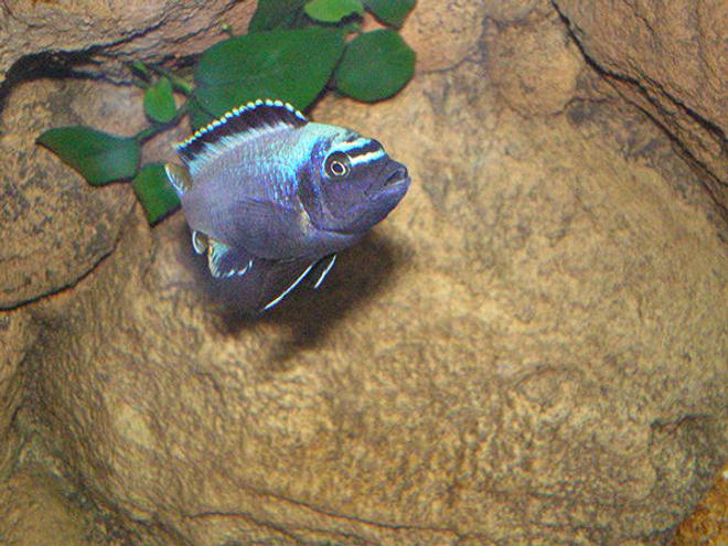 freshwater fish - metriaclima sp. stocking in 63 gallons tank - Metriaclima "Membe Deep" Maingano - Male