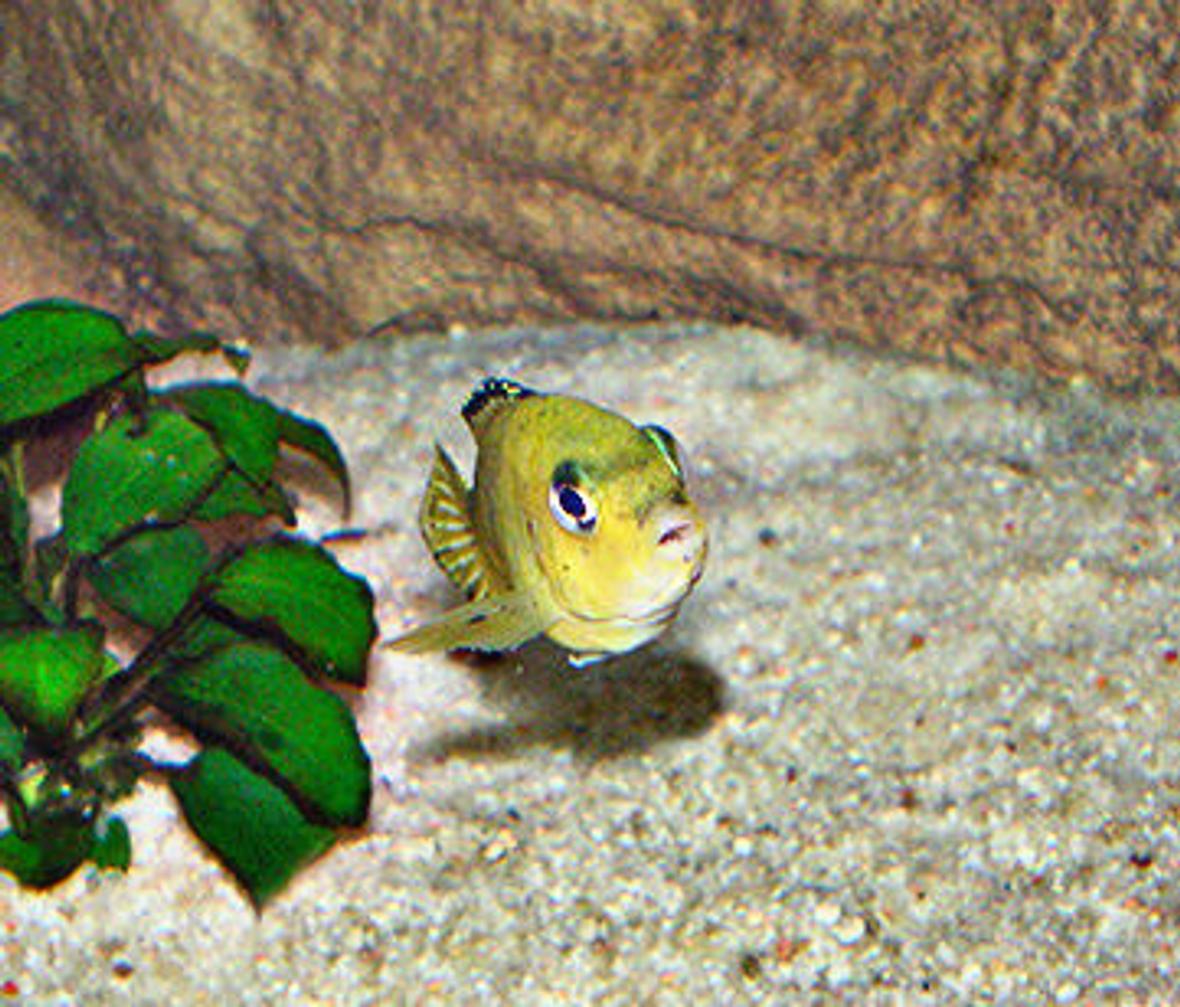 freshwater fish - labidochromis caeruleus - electric yellow cichlid stocking in 63 gallons tank - Yellow Labido - Female