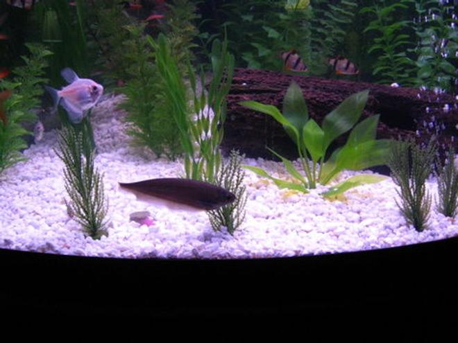 freshwater fish - metynnis argenteus - silver dollar stocking in 36 gallons tank - Creature of the Night