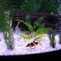 freshwater fish - botia macracantha - clown loach stocking in 36 gallons tank -