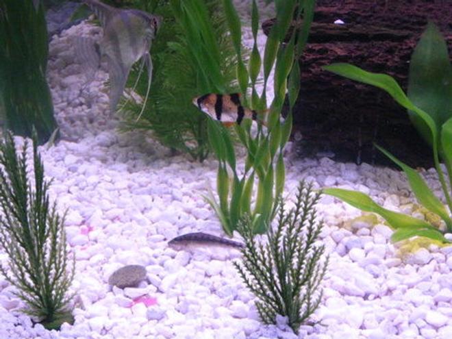 freshwater fish - puntius tetrazona - tiger barb stocking in 36 gallons tank