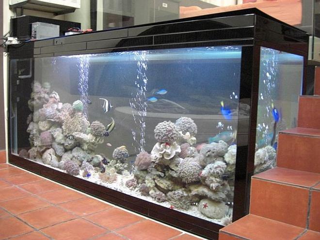 700 gallons reef tank (mostly live coral and fish) - During the day.
The reefs are not nearly complete at the time of this pic.
This tank is only 2 months old.
Lots still to do in this 700 Gallon Tank.