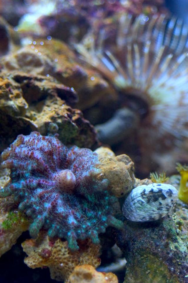 corals inverts - actinodiscus sp. - assorted colored mushroom stocking in 26 gallons tank - Umbrella mushroom, nerite snail, yellow polyps, and a feather duster in the background.