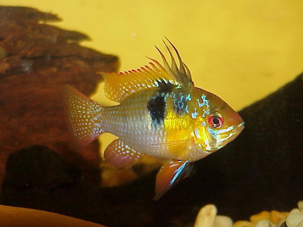 freshwater fish - papiliochromis ramirezi - german blue ram stocking in 40 gallons tank - Blue Male Ram - Breeding Colours