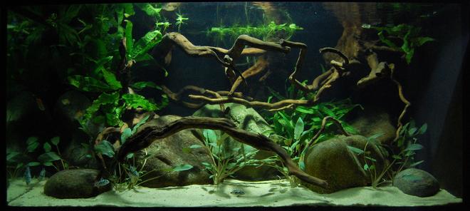 freshwater fish - honduran red point stocking in 40 gallons tank - 40 gallon fish tank with young Honduran Red Point