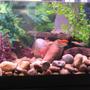 125 gallons freshwater fish tank (mostly fish and non-living decorations) - close up