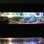 125 gallons freshwater fish tank (mostly fish and non-living decorations) - tank font