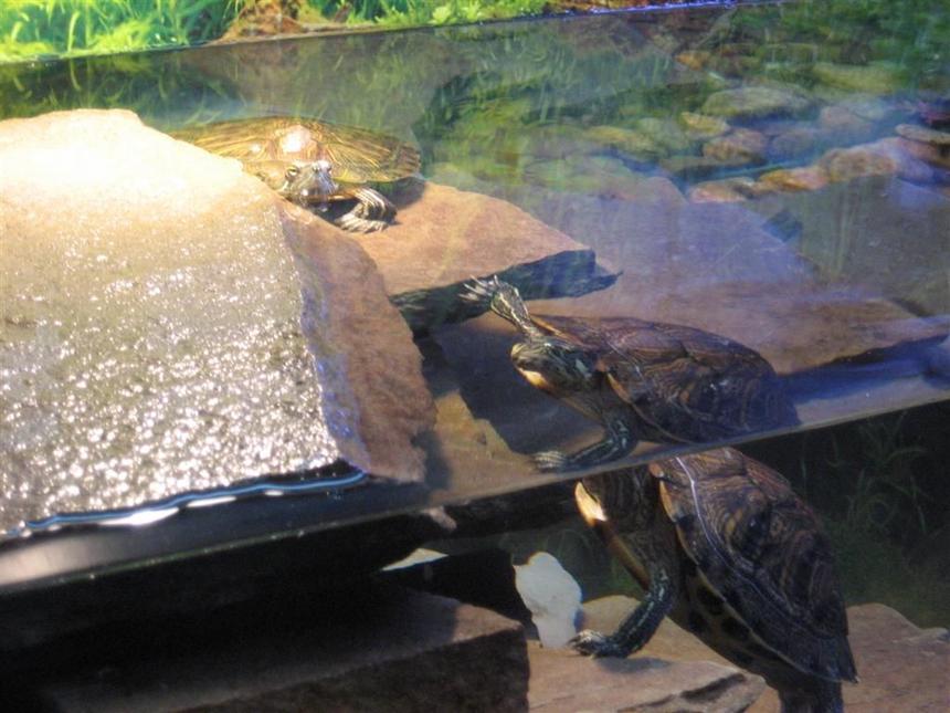 Rated #104: Corals Inverts - Trachemys Scripta Scripta - Yellow Belly Slider Turtle Stocking In 125 Gallons Tank - turtles