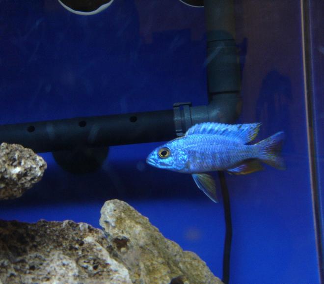 freshwater fish - aulonocara jacobfreibergi - eureka red stocking in 60 gallons tank - My Eureka Blue Peacock Male.  Bred and raised with his 50 brothers and sisters and now living in my peacock tank and breeding happily.
