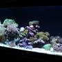 33 gallons reef tank (mostly live coral and fish) - AGA 33L 48x12x12 - Current Nova x2 54w T5 - False Wall -Phosban reactor - AC70 with Poly Filter and Chemipure. Tank has been up for approx 2 months.
